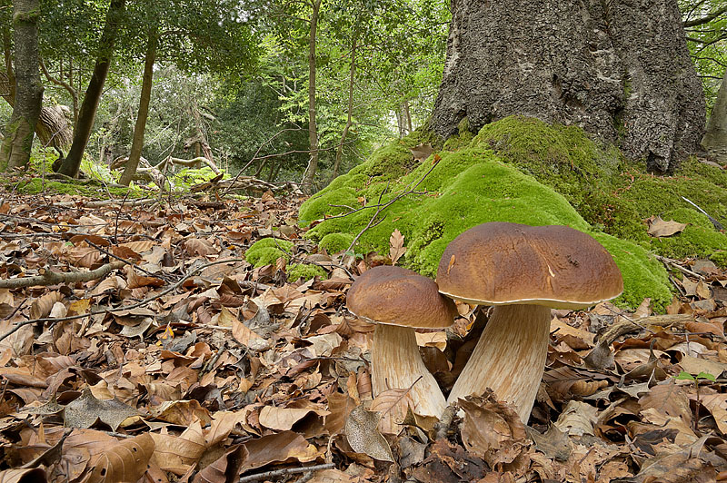 Boletus edulis